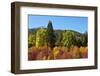 Autumn color, White River, Wenatchee National Forest, Washington State, USA-Michel Hersen-Framed Photographic Print