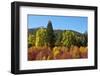 Autumn color, White River, Wenatchee National Forest, Washington State, USA-Michel Hersen-Framed Photographic Print