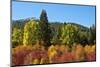 Autumn color, White River, Wenatchee National Forest, Washington State, USA-Michel Hersen-Mounted Photographic Print