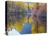 Autumn Color, Whitepine Creek, Wenatchee National Forest, Washington, Usa-Jamie & Judy Wild-Stretched Canvas