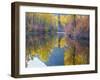 Autumn Color, Whitepine Creek, Wenatchee National Forest, Washington, Usa-Jamie & Judy Wild-Framed Photographic Print