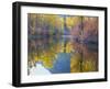 Autumn Color, Whitepine Creek, Wenatchee National Forest, Washington, Usa-Jamie & Judy Wild-Framed Photographic Print