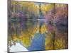 Autumn Color, Whitepine Creek, Wenatchee National Forest, Washington, Usa-Jamie & Judy Wild-Mounted Photographic Print