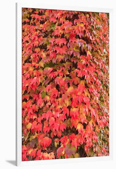 Autumn colored ivy decorating the front of The Fairmont Empress Hotel, Inner Harbor, Victoria, capi-Stuart Westmorland-Framed Photographic Print