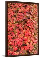 Autumn colored ivy decorating the front of The Fairmont Empress Hotel, Inner Harbor, Victoria, capi-Stuart Westmorland-Framed Photographic Print