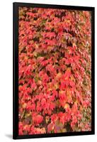 Autumn colored ivy decorating the front of The Fairmont Empress Hotel, Inner Harbor, Victoria, capi-Stuart Westmorland-Framed Photographic Print