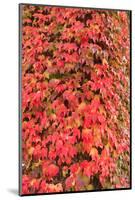 Autumn colored ivy decorating the front of The Fairmont Empress Hotel, Inner Harbor, Victoria, capi-Stuart Westmorland-Mounted Photographic Print