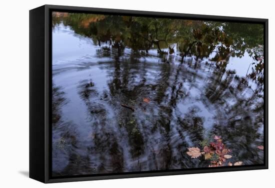 Autumn Colored Leaves In Pool Of Ripples-Anthony Paladino-Framed Stretched Canvas