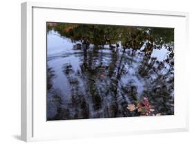 Autumn Colored Leaves In Pool Of Ripples-Anthony Paladino-Framed Giclee Print