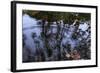 Autumn Colored Leaves In Pool Of Ripples-Anthony Paladino-Framed Giclee Print