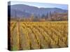 Autumn Colored Pinot Noir Grape Vines-Steve Terrill-Stretched Canvas