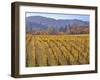 Autumn Colored Pinot Noir Grape Vines-Steve Terrill-Framed Photographic Print