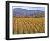 Autumn Colored Pinot Noir Grape Vines-Steve Terrill-Framed Photographic Print