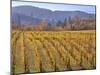 Autumn Colored Pinot Noir Grape Vines-Steve Terrill-Mounted Photographic Print