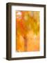 Autumn-colored trees, Place Jacques-Cartier, Montreal, Quebec, Canada-Stuart Westmorland-Framed Photographic Print