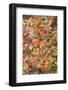 Autumn-colored vines on wall, Old Montreal, Quebec, Canada-Stuart Westmorland-Framed Photographic Print