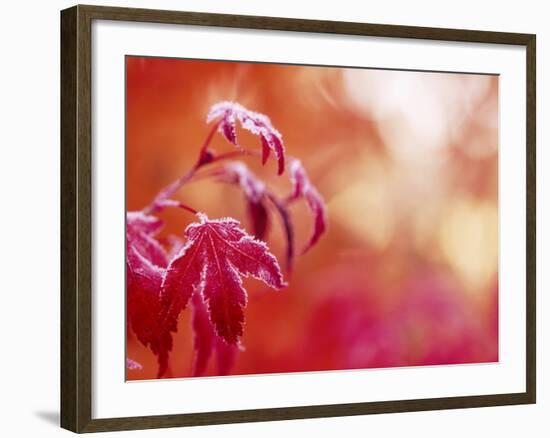 Autumn Colored Wild Blueberry Bushes, Mt. Rainier National Park, Washington State-Stuart Westmorland-Framed Photographic Print