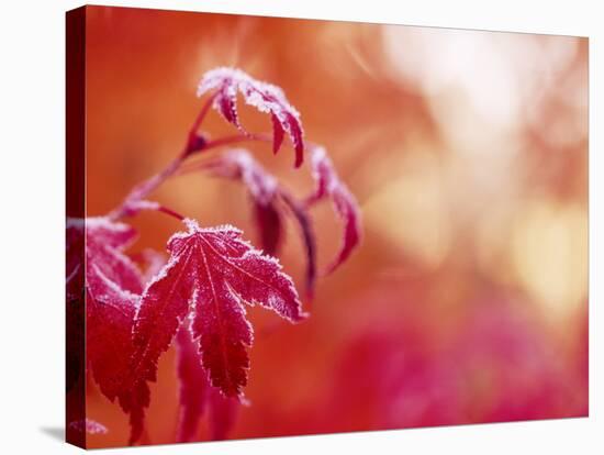 Autumn Colored Wild Blueberry Bushes, Mt. Rainier National Park, Washington State-Stuart Westmorland-Stretched Canvas