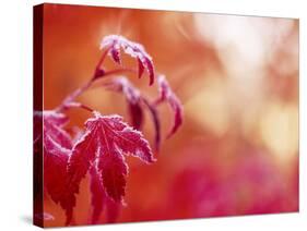 Autumn Colored Wild Blueberry Bushes, Mt. Rainier National Park, Washington State-Stuart Westmorland-Stretched Canvas