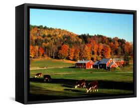 Autumn Colors and Farm Cows, Vermont, USA-Charles Sleicher-Framed Stretched Canvas