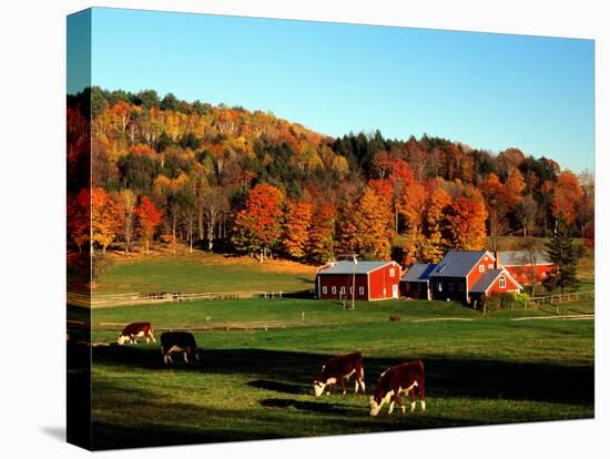 Autumn Colors and Farm Cows, Vermont, USA-Charles Sleicher-Stretched Canvas