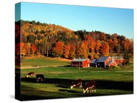 Autumn Colors and Farm Cows, Vermont, USA-Charles Sleicher-Stretched Canvas