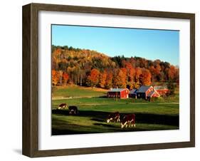 Autumn Colors and Farm Cows, Vermont, USA-Charles Sleicher-Framed Photographic Print