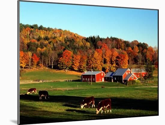 Autumn Colors and Farm Cows, Vermont, USA-Charles Sleicher-Mounted Photographic Print