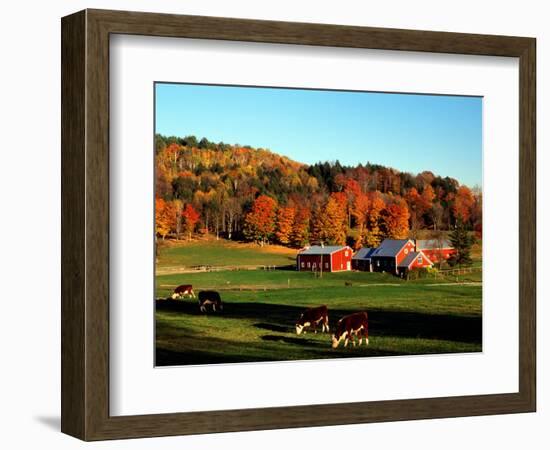 Autumn Colors and Farm Cows, Vermont, USA-Charles Sleicher-Framed Photographic Print