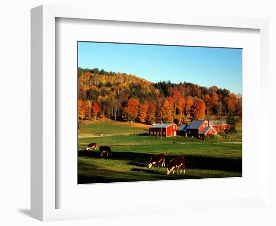 Autumn Colors and Farm Cows, Vermont, USA-Charles Sleicher-Framed Photographic Print