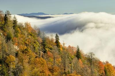 https://imgc.allpostersimages.com/img/posters/autumn-colors-and-mist-at-sunrise-north-carolina_u-L-Q13C81R0.jpg?artPerspective=n