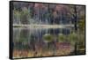 Autumn colors and mist on Council Lake at sunrise, Hiawatha National Forest, Michigan.-Adam Jones-Framed Stretched Canvas