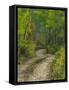 Autumn Colors and Road in Kebler Pass, Colorado, USA-Julie Eggers-Framed Stretched Canvas