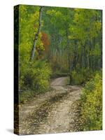 Autumn Colors and Road in Kebler Pass, Colorado, USA-Julie Eggers-Stretched Canvas