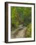 Autumn Colors and Road in Kebler Pass, Colorado, USA-Julie Eggers-Framed Photographic Print