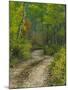 Autumn Colors and Road in Kebler Pass, Colorado, USA-Julie Eggers-Mounted Photographic Print