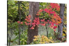 Autumn Colors at Independence State Park in Defiance, Ohio, USA-Chuck Haney-Stretched Canvas