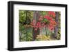 Autumn Colors at Independence State Park in Defiance, Ohio, USA-Chuck Haney-Framed Photographic Print