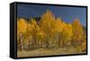 Autumn Colors, Boulder Mountains, Sawtooth National Forest, Idaho, USA-Michel Hersen-Framed Stretched Canvas