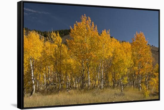 Autumn Colors, Boulder Mountains, Sawtooth National Forest, Idaho, USA-Michel Hersen-Framed Stretched Canvas