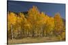 Autumn Colors, Boulder Mountains, Sawtooth National Forest, Idaho, USA-Michel Hersen-Stretched Canvas