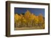 Autumn Colors, Boulder Mountains, Sawtooth National Forest, Idaho, USA-Michel Hersen-Framed Photographic Print