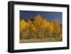 Autumn Colors, Boulder Mountains, Sawtooth National Forest, Idaho, USA-Michel Hersen-Framed Photographic Print