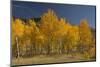 Autumn Colors, Boulder Mountains, Sawtooth National Forest, Idaho, USA-Michel Hersen-Mounted Photographic Print