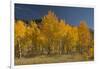 Autumn Colors, Boulder Mountains, Sawtooth National Forest, Idaho, USA-Michel Hersen-Framed Photographic Print