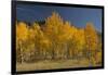 Autumn Colors, Boulder Mountains, Sawtooth National Forest, Idaho, USA-Michel Hersen-Framed Photographic Print