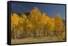 Autumn Colors, Boulder Mountains, Sawtooth National Forest, Idaho, USA-Michel Hersen-Framed Stretched Canvas