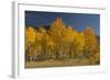 Autumn Colors, Boulder Mountains, Sawtooth National Forest, Idaho, USA-Michel Hersen-Framed Photographic Print