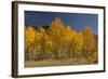 Autumn Colors, Boulder Mountains, Sawtooth National Forest, Idaho, USA-Michel Hersen-Framed Photographic Print