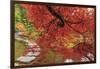 Autumn colors, British Columbia, Canada-Stuart Westmorland-Framed Photographic Print